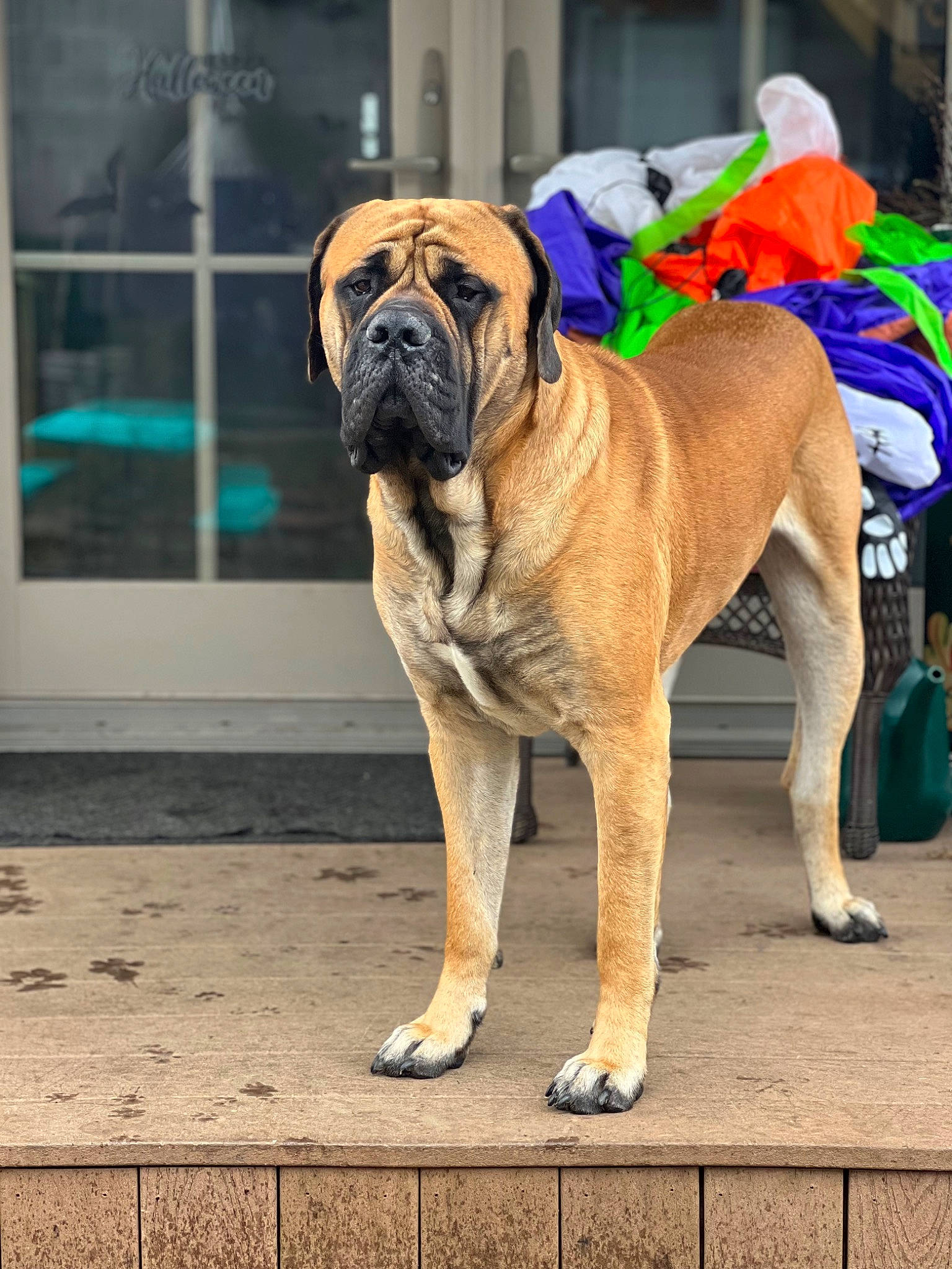 Banks joined the competition — help win amazing prizes! ancient_dog_breeds, biting, boxer, carnivore, collar, companion_dog, dog, dog_breed, dog_collar, dog_supply, door, fawn, guard_dog, snout, sporting_group, terrestrial_animal, window, working_animal, working_dog, wrinkle