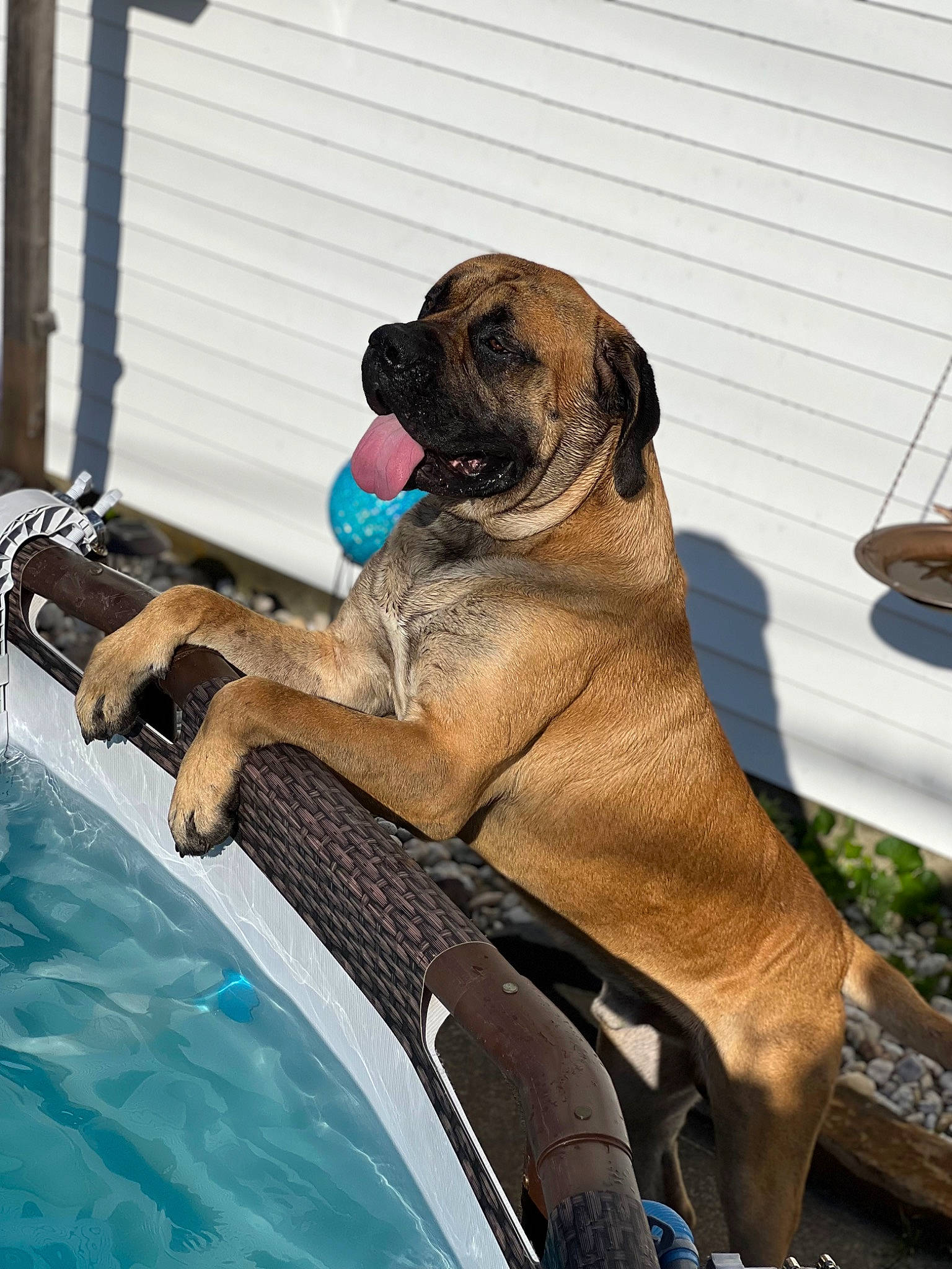 Banks joined the competition — help win amazing prizes! canidae, carnivore, collar, comfort, companion_dog, dog, dog_breed, dog_collar, dog_supply, fawn, hood, liver, paw, pet_supply, snout, tail, terrestrial_animal, water, windshield, working_animal