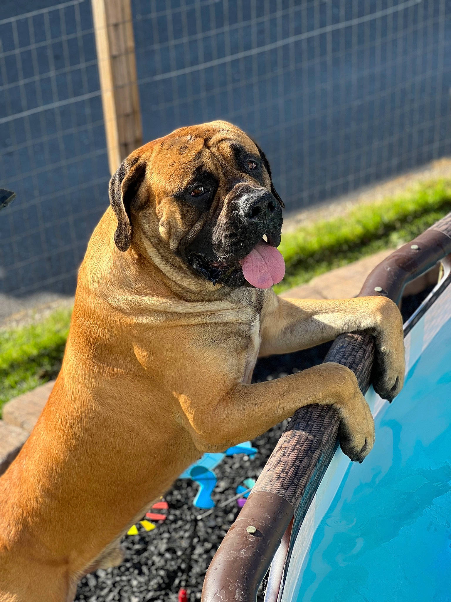 Banks is registered to the contest to win money with this photo: ancient_dog_breeds, carnivore, collar, companion_dog, dog, dog_breed, dog_collar, fawn, fence, grass, guard_dog, mesh, pet_supply, plant, recreation, snout, swimming_pool, water, working_dog, wrinkle