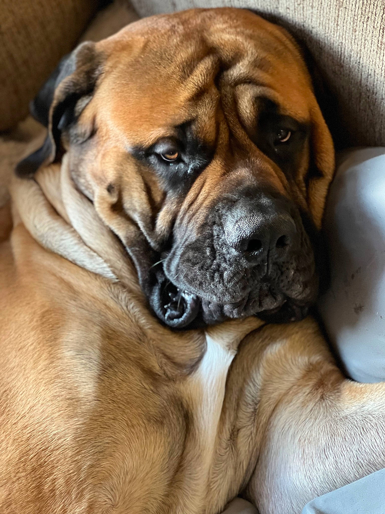 Banks is registered to the contest to win money with this photo: ancient_dog_breeds, biting, bored, canidae, carnivore, collar, companion_dog, dog, dog_breed, fawn, giant_dog_breed, molosser, non_sporting_group, snout, sporting_group, terrestrial_animal, whiskers, working_dog, wrinkle