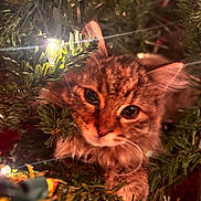 Hazel joined the competition — help win amazing prizes! cat, kitten, christmas_tree, christmas_lights, holiday, festive, greenery, close_up, animal, cute, pet, furry, whiskers, eyes, branches, indoors, decorations, soft_light, nature, exploration