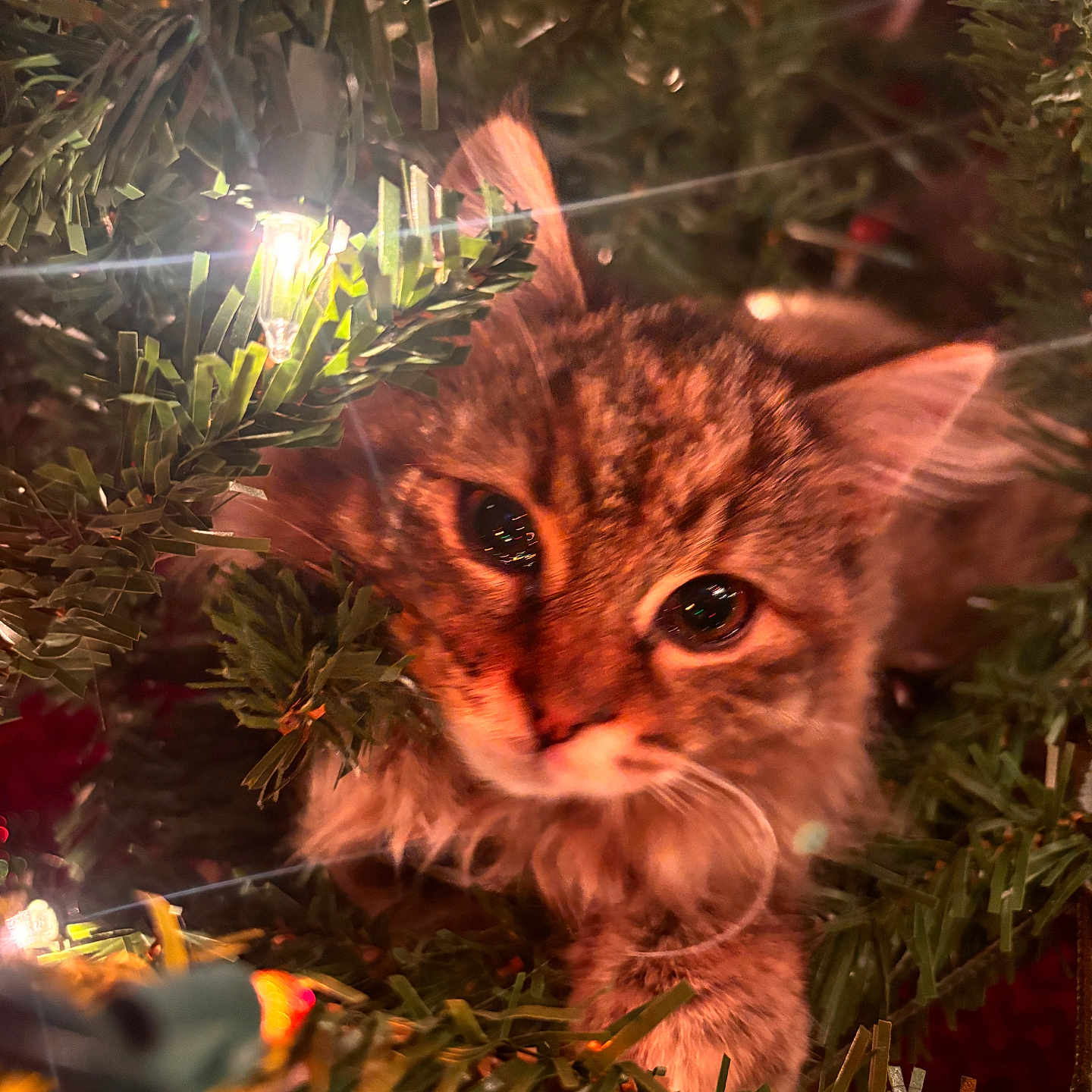 Hazel joined the competition — help win amazing prizes! animal, branches, cat, christmas_lights, christmas_tree, close_up, cute, decorations, exploration, eyes, festive, furry, greenery, holiday, indoors, kitten, nature, pet, soft_light, whiskers