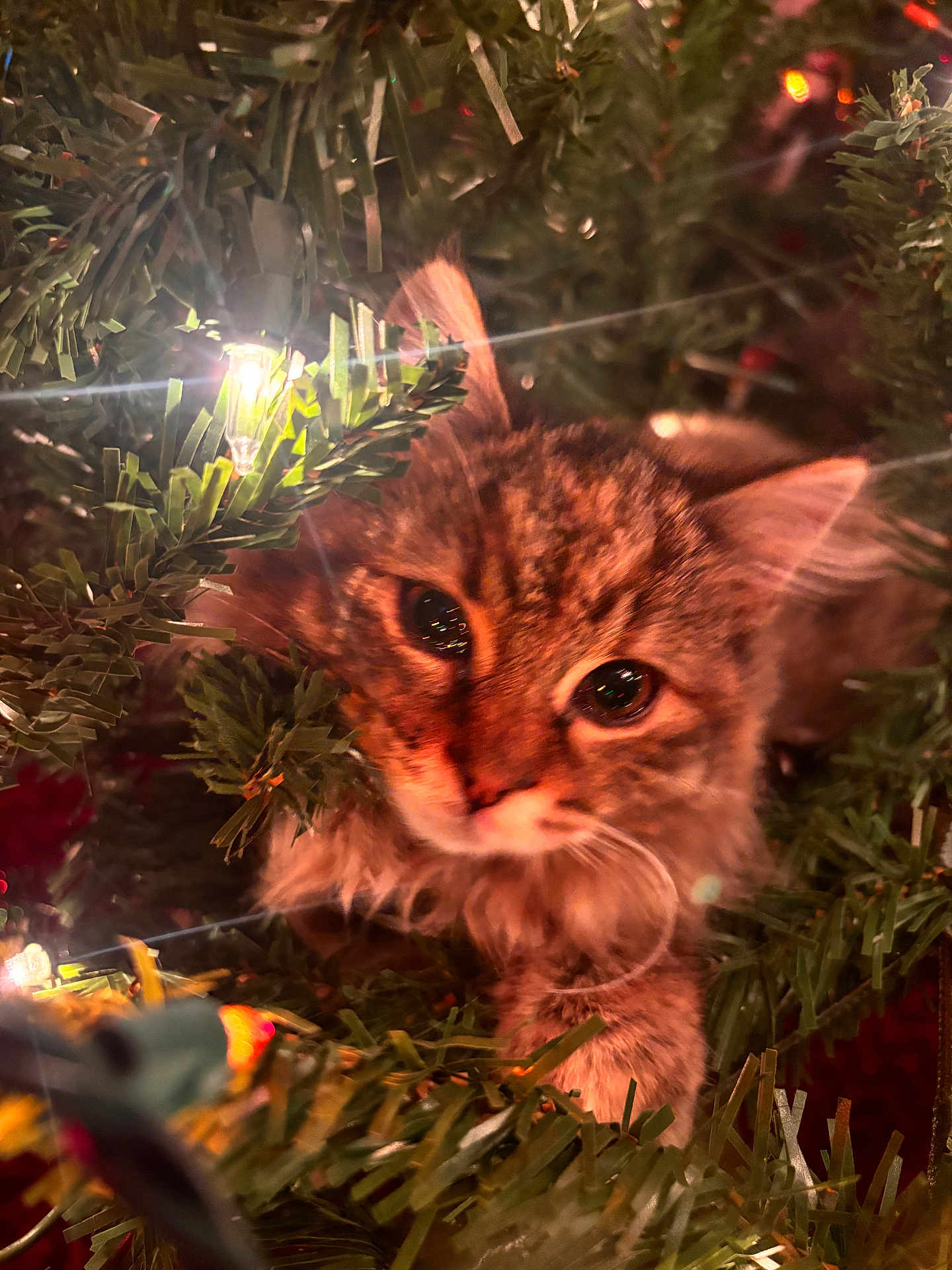 Hazel joined the competition — help win amazing prizes! cat, kitten, christmas_tree, christmas_lights, holiday, festive, greenery, close_up, animal, cute, pet, furry, whiskers, eyes, branches, indoors, decorations, soft_light, nature, exploration