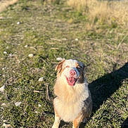 Romeo participe au concours pour gagner de l'argent avec cette photo : dog, fluffy, smiling, sitting, outdoors, mountains, meadow, grass, sunlight, landscape, nature, hiking, portrait, animal, pet, happy, white_fur, brown_fur, rocky_ground, blue_sky