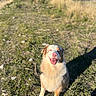 dog, fluffy, smiling, sitting, outdoors, mountains, meadow, grass, sunlight, landscape, nature, hiking, portrait, animal, pet, happy, white_fur, brown_fur, rocky_ground, blue_sky