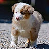 Romeo a rejoint le concours — aidez-le/la à gagner de superbes lots ! puppy, dog, animal, fluffy, fur, brown_and_white, white, standing, outdoor, gravel, path, portrait, close_up, adorable, cute, floppy_ears, pink_nose, eyes, pet, nature