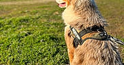 Romeo participe au concours pour gagner de l'argent avec cette photo : dog, golden_retriever, fluffy, long_hair, harness, sitting, outdoors, meadow, grass, mountains, landscape, nature, sunlight, blue_sky, profile, side_view, park, adventure, pet, canine