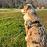 dog, golden_retriever, fluffy, long_hair, harness, sitting, outdoors, meadow, grass, mountains, landscape, nature, sunlight, blue_sky, profile, side_view, park, adventure, pet, canine
