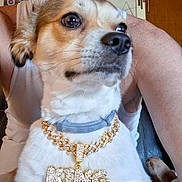 King is registered to the contest to win money with this photo: accessory, animal, bling, brown_fur, close_up, collar, cute, dog, domestic_animal, face, furniture, indoor, jewelry, necklace, person, pet, portrait, sitting, tank_top, white_fur
