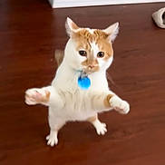Meringue joined the competition — help win amazing prizes! alert, animal, cat, collar, curiosity, domestic_cat, ears, feline, flooring, house, indoor, mammal, orange_and_white, paws, pet, playful, standing, tail, whiskers, wooden_floor