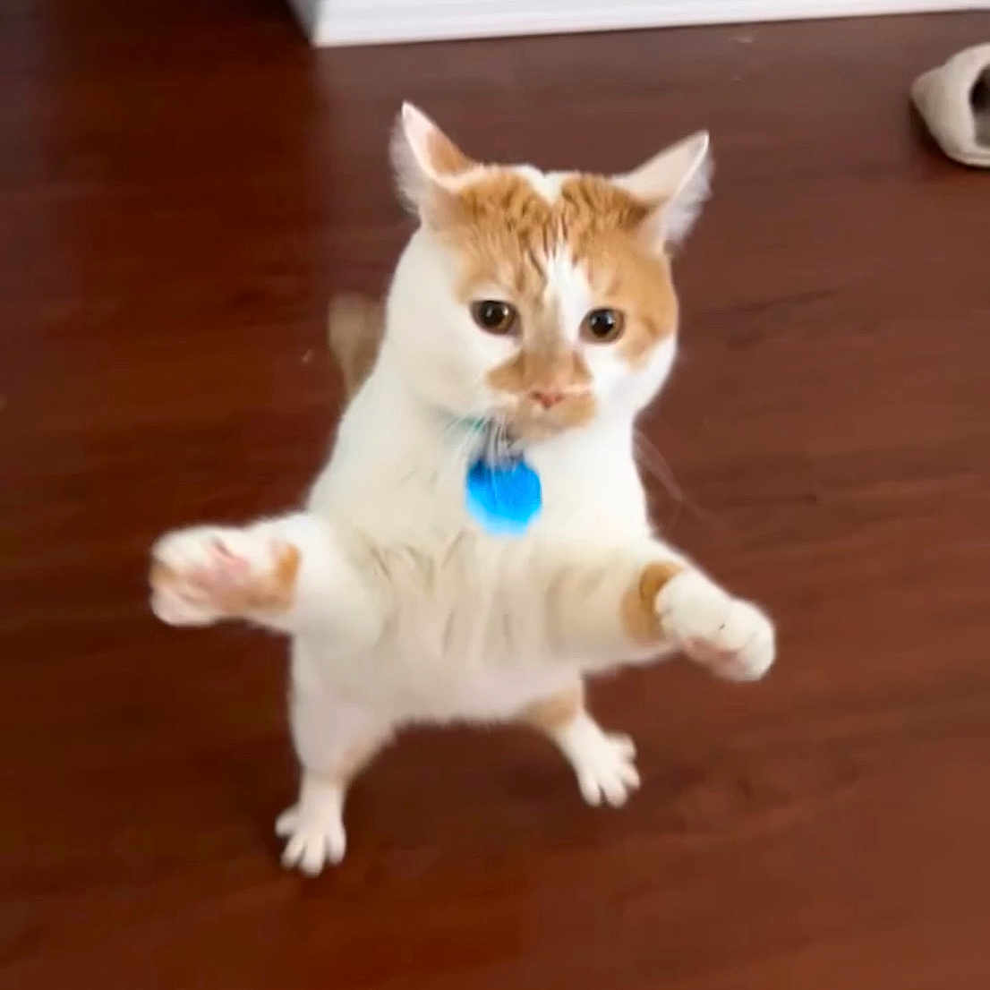 Meringue joined the competition — help win amazing prizes! alert, animal, cat, collar, curiosity, domestic_cat, ears, feline, flooring, house, indoor, mammal, orange_and_white, paws, pet, playful, standing, tail, whiskers, wooden_floor