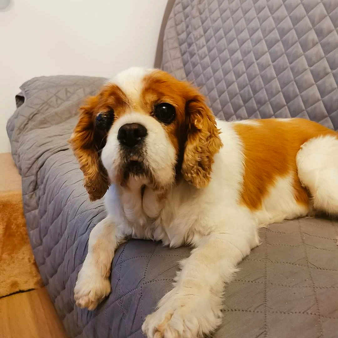 Fuzzy participe au concours pour gagner de l'argent avec cette photo : animal, canine, dog, dogbed, furniture, pet