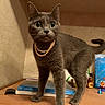 Luna is registered to the contest to win money with this photo: animal, cat, closeup, curious, cute, decor, domestic_animal, eyes, feline, figurines, gray_cat, indoor, painting, pearl_necklace, pet, portrait, standing, tail, whiskers, wooden_surface