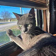 Luna joined the competition — help win amazing prizes! animal, blue_sky, cat, daylight, feline, glass, gray_cat, indoor, nature, outdoor, paw, pet, reflection, relaxed, road, sunlight, tree, vehicle, whiskers, window