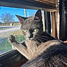 animal, blue_sky, cat, daylight, feline, glass, gray_cat, indoor, nature, outdoor, paw, pet, reflection, relaxed, road, sunlight, tree, vehicle, whiskers, window
