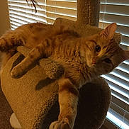 Nugget is registered to the contest to win money with this photo: