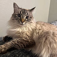 Casper joined the competition — help win amazing prizes! cat, fluffy, long_hair, pet, animal, indoor, relaxed, curious, feline, whiskers, ears, paw, fur, mammal, close_up, domestic_animal, portrait, resting, cute, wide_eyes