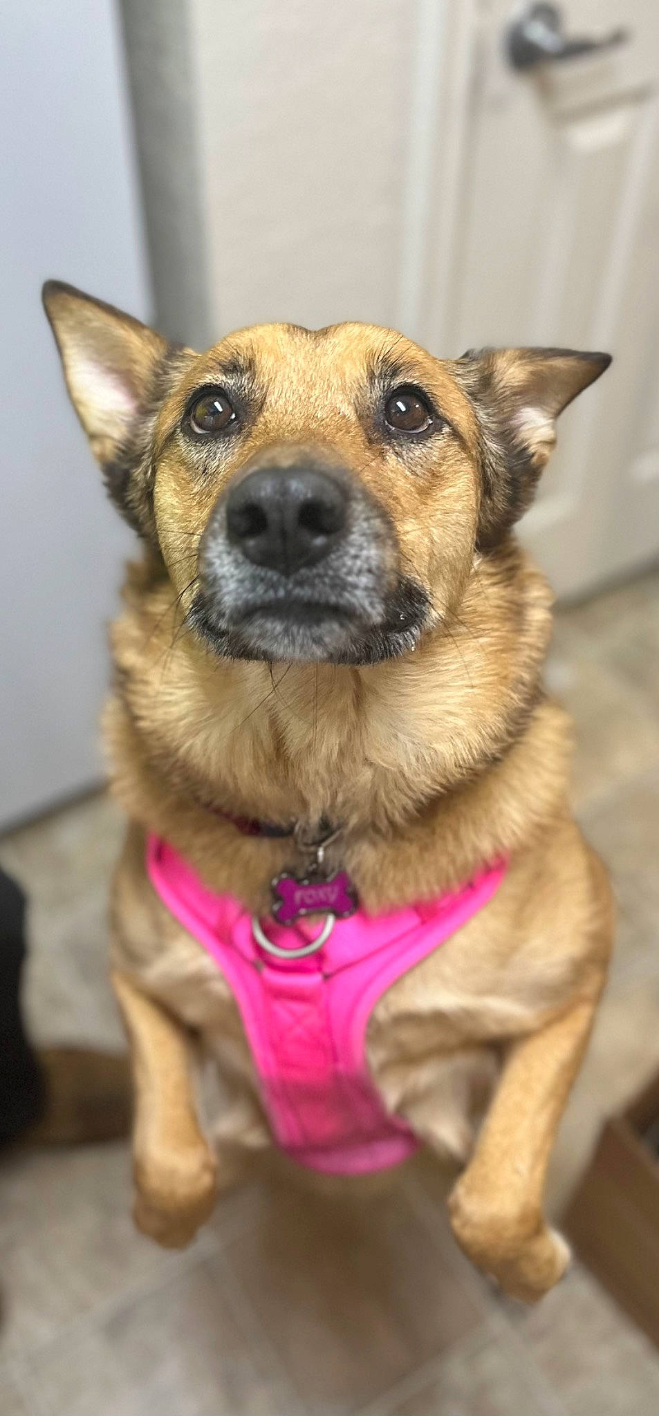 Foxy is registered to the contest to win money with this photo: canidae, carnivore, collar, companion_dog, dog, dog_breed, dog_collar, ear, eye, fawn, fur, guard_dog, iris, jaw, leash, snout, sporting_group, whiskers, working_animal, working_dog