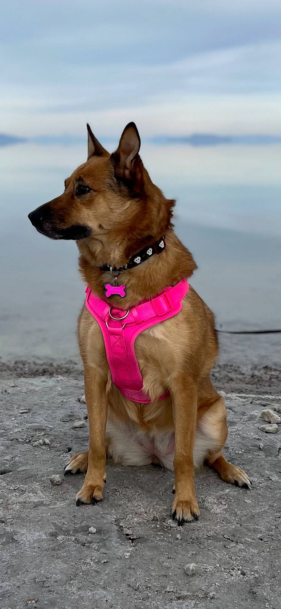 Foxy joined the competition — help win amazing prizes! canidae, carnivore, collar, companion_dog, dog, dog_breed, dog_collar, dog_supply, fashion_accessory, fawn, leash, liver, pet_supply, snout, sporting_group, tail, water, whiskers, working_animal, working_dog