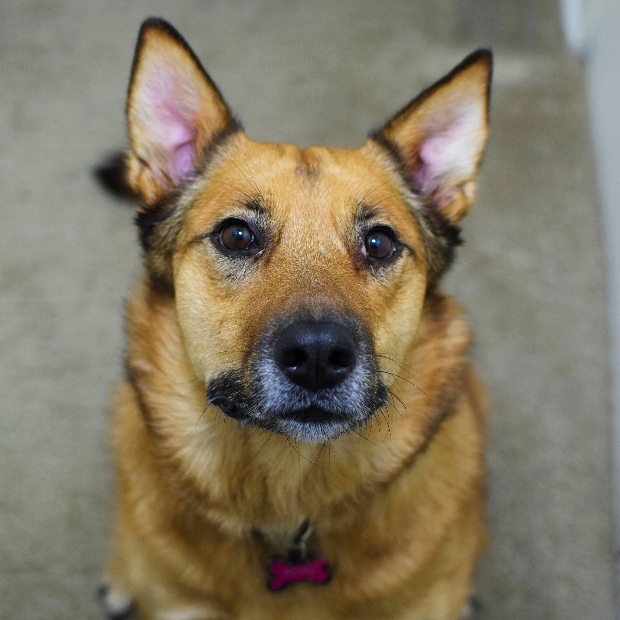 Foxy joined the competition — help win amazing prizes! canidae, carnivore, companion_dog, dog, dog_breed, door, fawn, fur, herding_dog, sporting_group, terrestrial_animal, whiskers, working_animal, working_dog