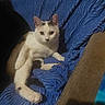 cat, white_cat, animal, pet, relaxed, blue_blanket, indoor, fur, whiskers, ears, paw, resting, cozy, texture, curious, looking_at_camera, feline, soft, home, comfort