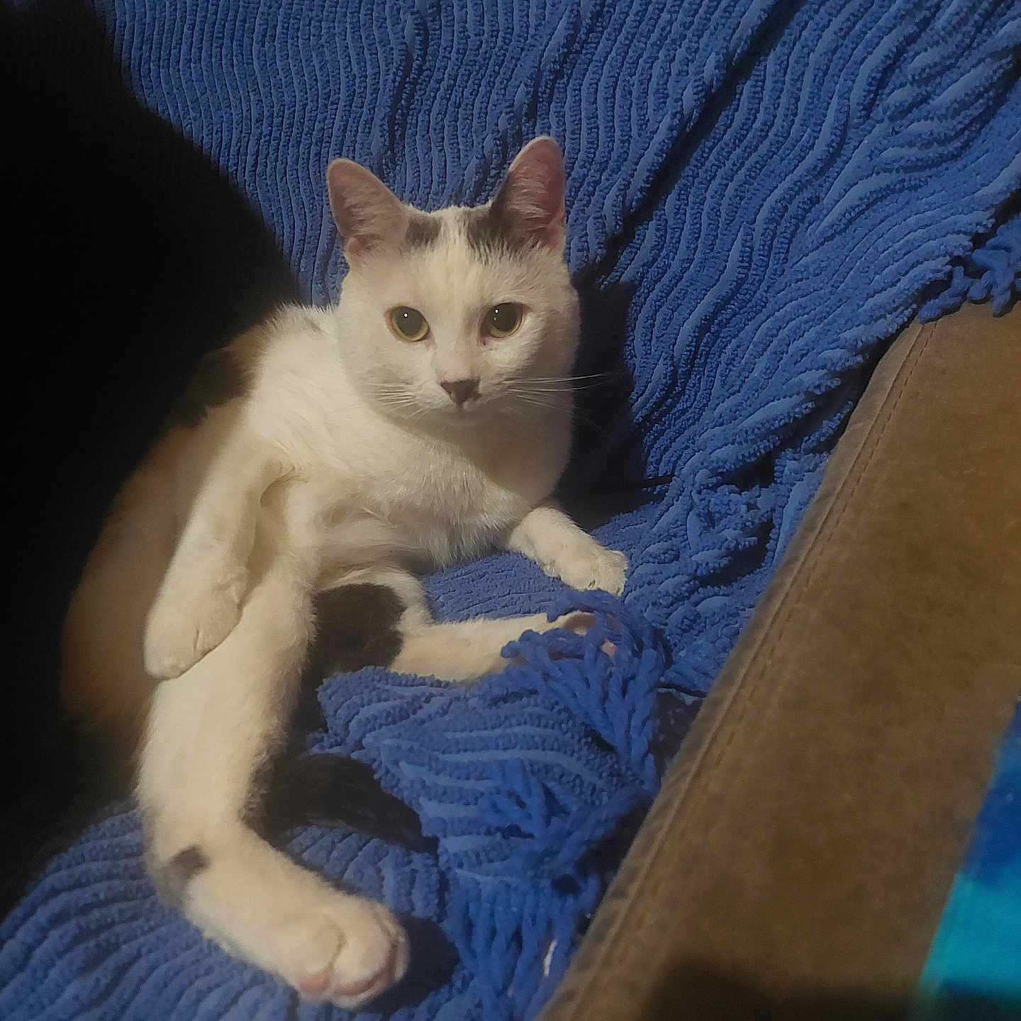 Eole participe au concours pour gagner de l'argent avec cette photo : cat, white_cat, animal, pet, relaxed, blue_blanket, indoor, fur, whiskers, ears, paw, resting, cozy, texture, curious, looking_at_camera, feline, soft, home, comfort