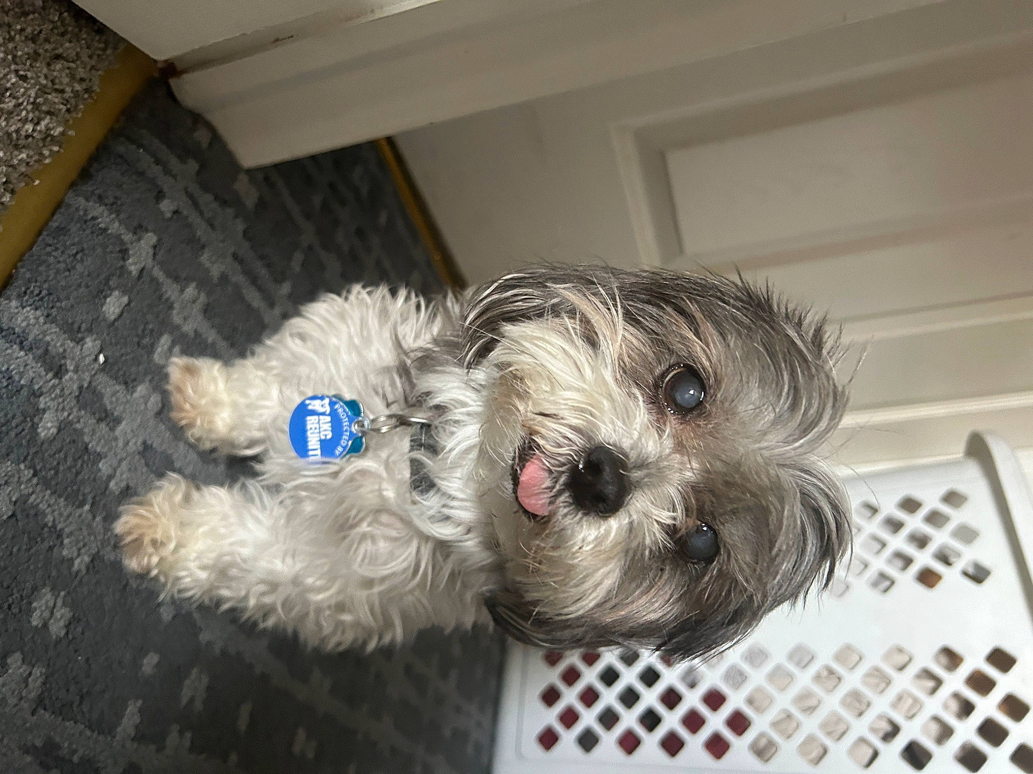 Abby is registered to the contest to win money with this photo: carnivore, companion_dog, dog, dog_breed, dog_clothes, dog_supply, fawn, fur, liver, paw, pet_supply, puppy_love, shih_poo, small_terrier, snout, sporting_group, terrier, toy_dog, working_animal, yorkipoo