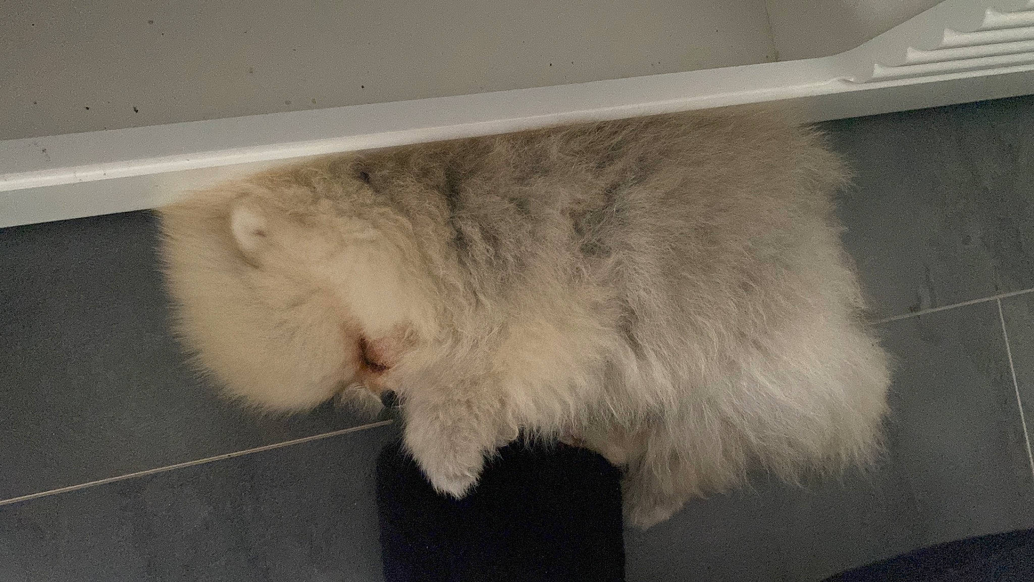 Loukoum a rejoint le concours — aidez-le/la à gagner de superbes lots ! canidae, carnivore, claw, fawn, felidae, fur, mouse, paw, small_to_medium_sized_cats, tail, terrestrial_animal, whiskers