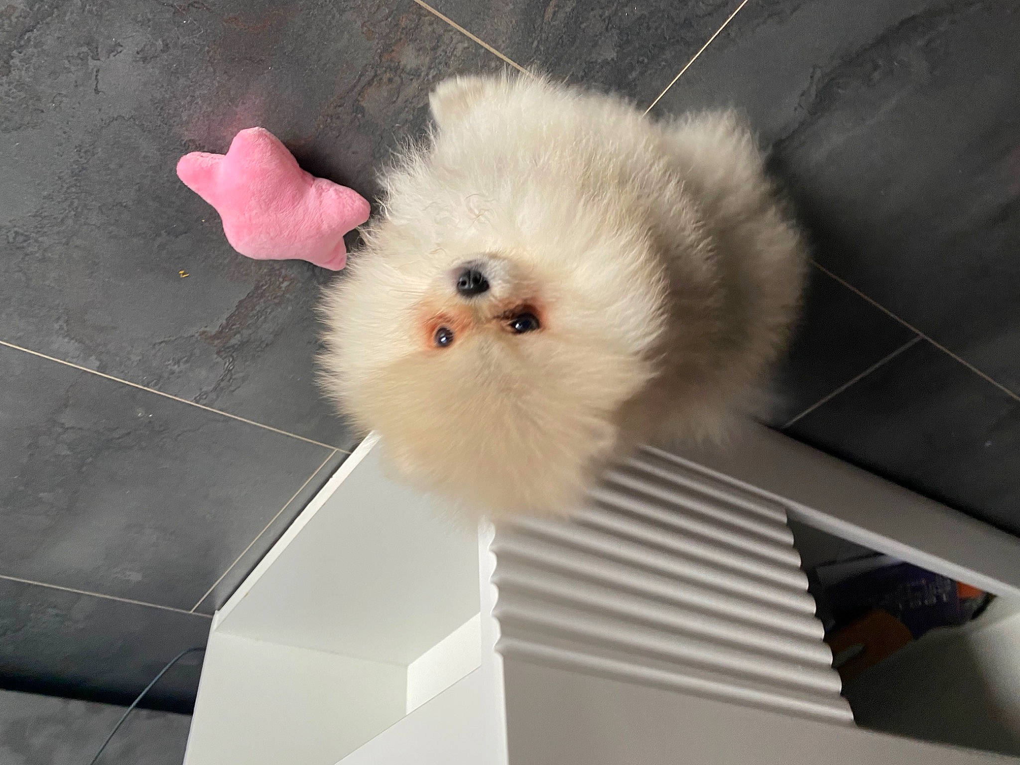 Loukoum a rejoint le concours — aidez-le/la à gagner de superbes lots ! art, felidae, fur, room, stuffed_toy, tail, whiskers