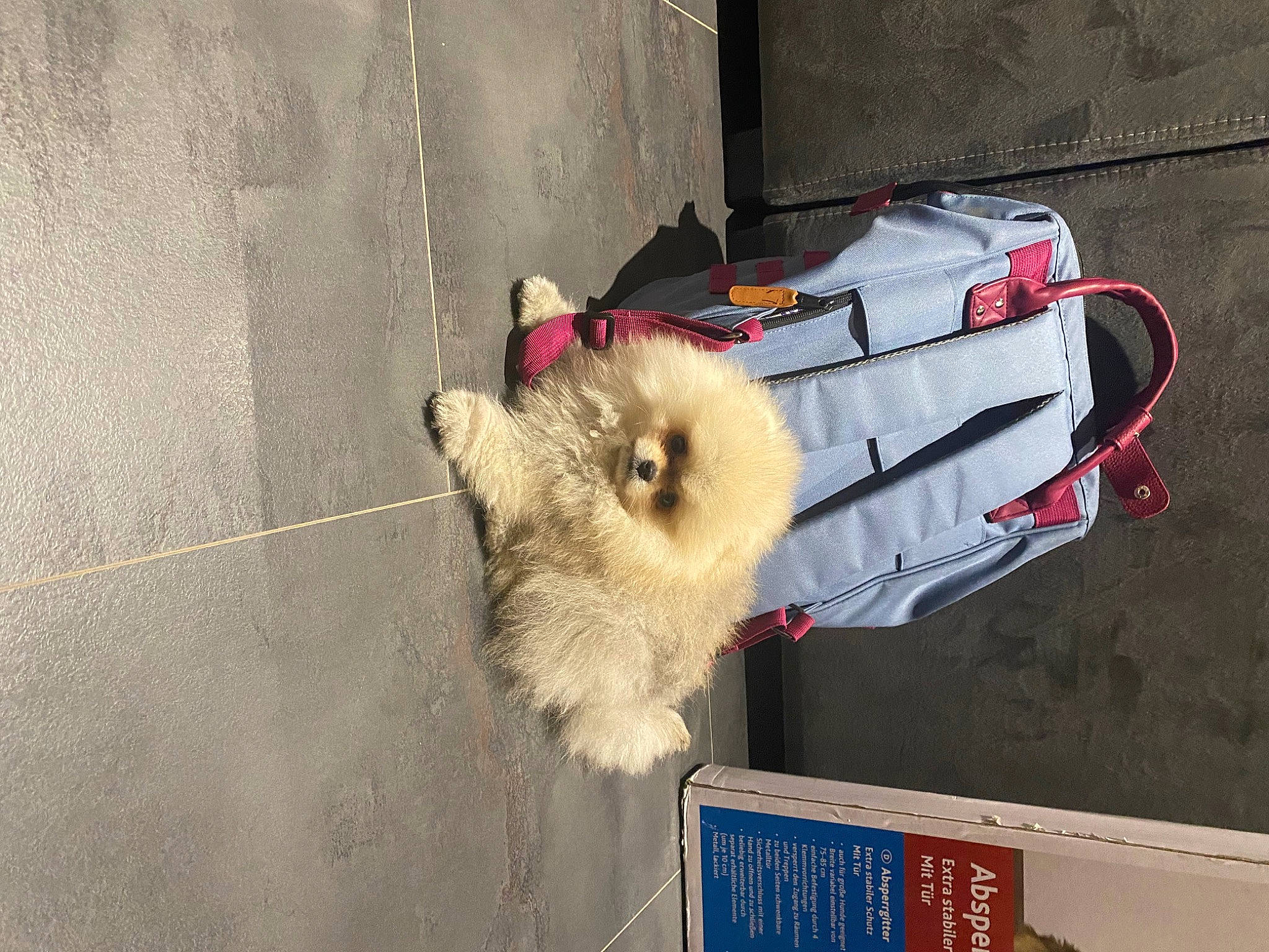 Loukoum a rejoint le concours — aidez-le/la à gagner de superbes lots ! canidae, carnivore, companion_dog, concrete, dog_breed, fur, gas, paw, small_to_medium_sized_cats, spitz, sporting_group, terrestrial_animal, windscreen_wiper, windshield