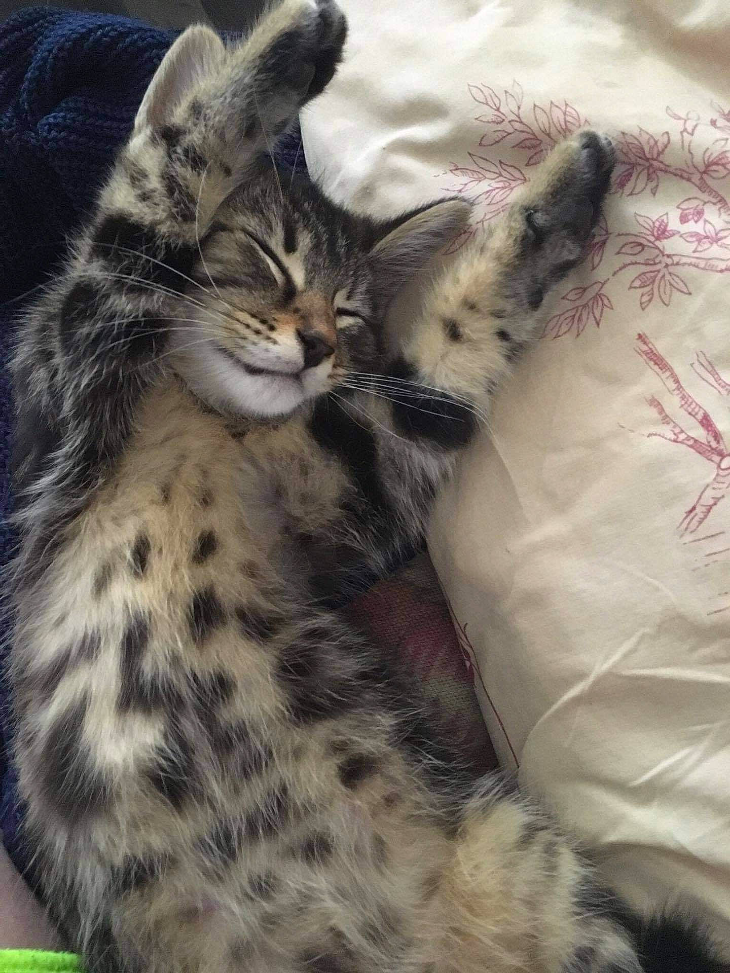 Boulinoche participe au concours pour gagner de l'argent avec cette photo : big_cats, carnivore, cat, claw, comfort, domestic_short_haired_cat, eye, fawn, felidae, fur, head, pattern, paw, small_to_medium_sized_cats, snout, tail, terrestrial_animal, tree, whiskers, wildlife