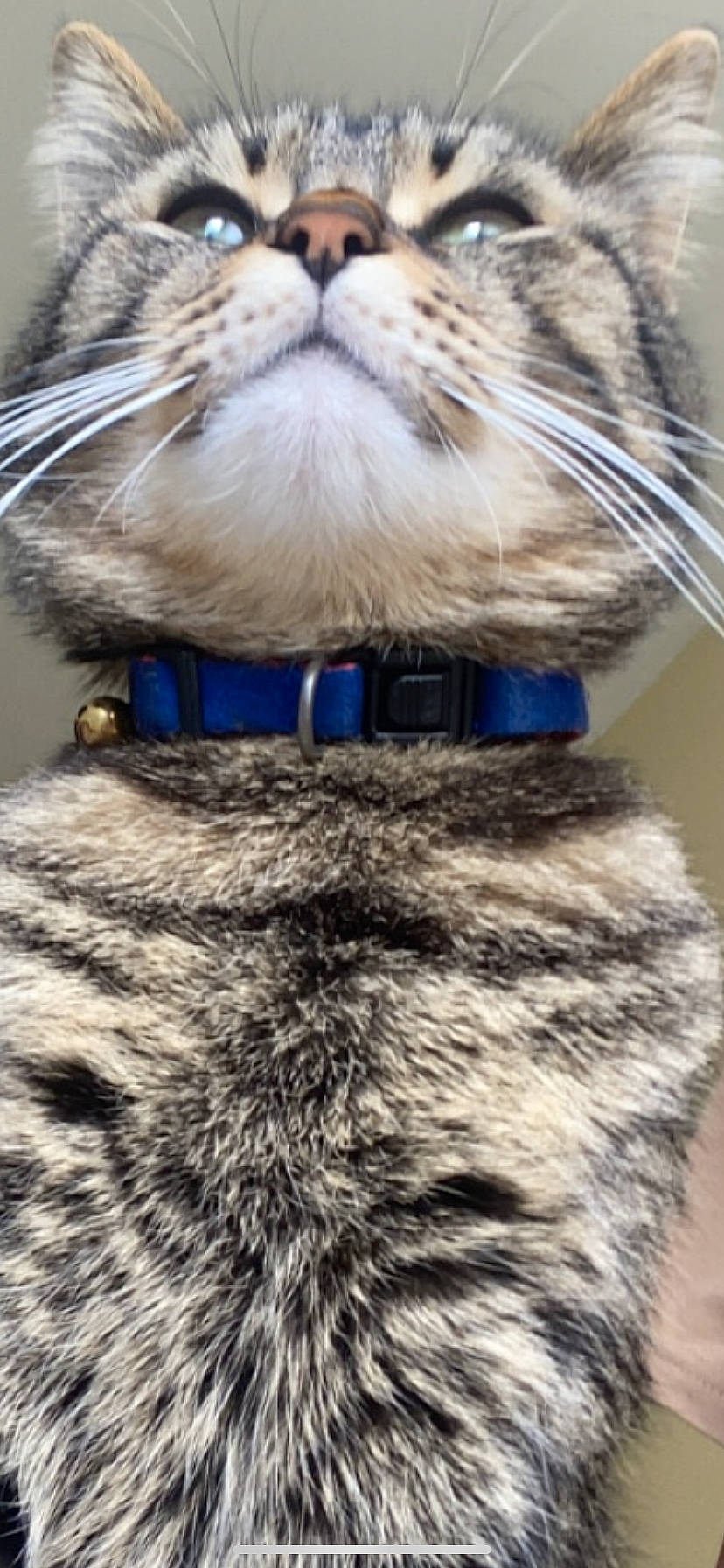 Boulinoche a rejoint le concours — aidez-le/la à gagner de superbes lots ! blue, carnivore, cat, collar, comfort, electric_blue, eye, fawn, felidae, fur, hair, head, light, pet_supply, photograph, small_to_medium_sized_cats, snout, vertebrate, whiskers, white