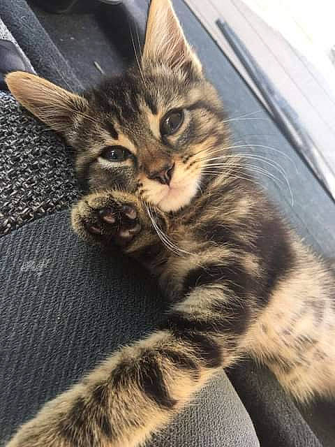 Boulinoche a rejoint le concours — aidez-le/la à gagner de superbes lots ! carnivore, cat, claw, comfort, domestic_short_haired_cat, eye, felidae, foot, fur, paw, sitting, small_to_medium_sized_cats, snout, tail, terrestrial_animal, whiskers, wildlife