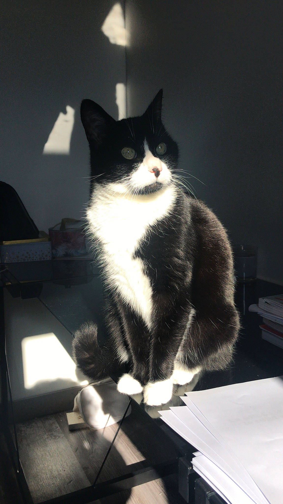 Fripouille participe au concours pour gagner de l'argent avec cette photo : black_cat, carnivore, cat, chair, desk, domestic_short_haired_cat, eye, felidae, fur, grey, monochrome, monochrome_photography, paw, small_to_medium_sized_cats, snout, table, tail, tints_and_shades, whiskers, window