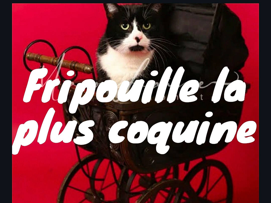 Fripouille