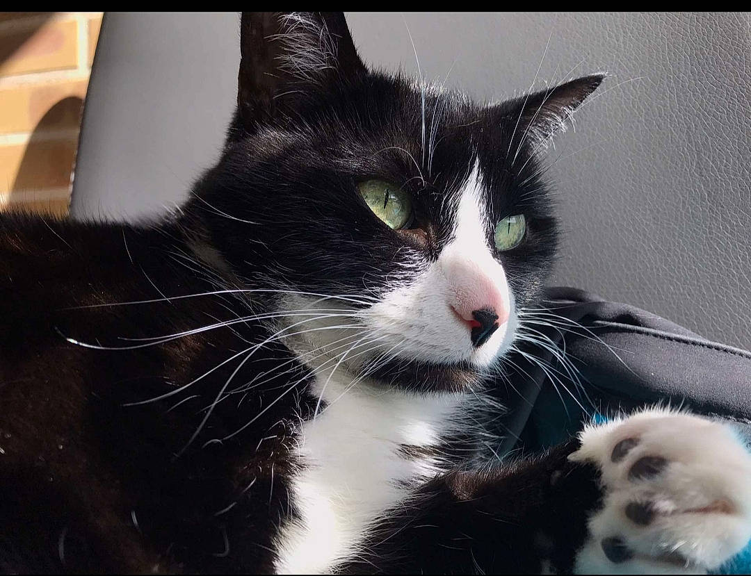 Fripouille a rejoint le concours — aidez-le/la à gagner de superbes lots ! american_wirehair, black_and_white, carnivore, cat, claw, domestic_short_haired_cat, ear, european_shorthair, eye, felidae, fur, kitten, mammal, nose, polydactyl_cat, sky, small_to_medium_sized_cats, snapshot, snout, whiskers