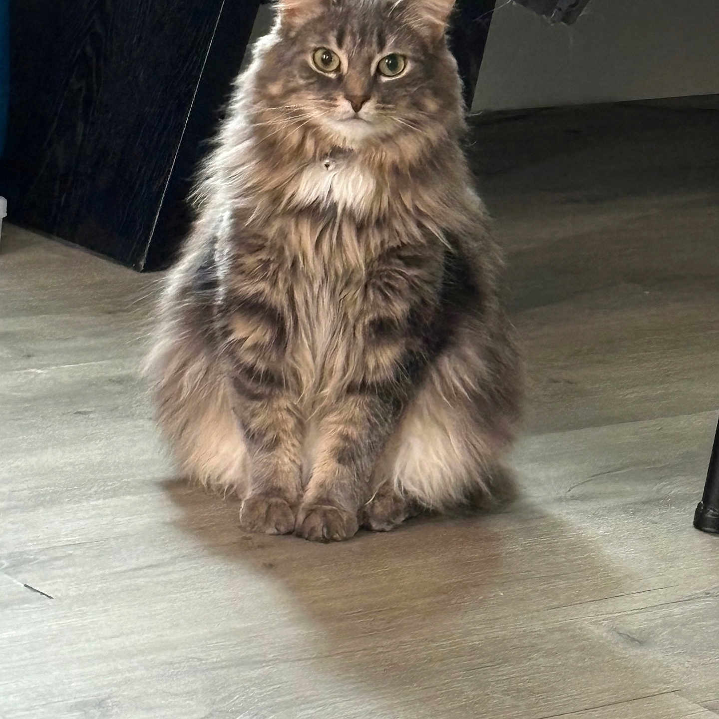 Oakley joined the competition — help win amazing prizes! abyssinian, angora, animal, brasssection, cat, hardwood, horn, indoors, interiordesign, kitten, manx, musicalinstrument, person, pet, plywood, snout, wood