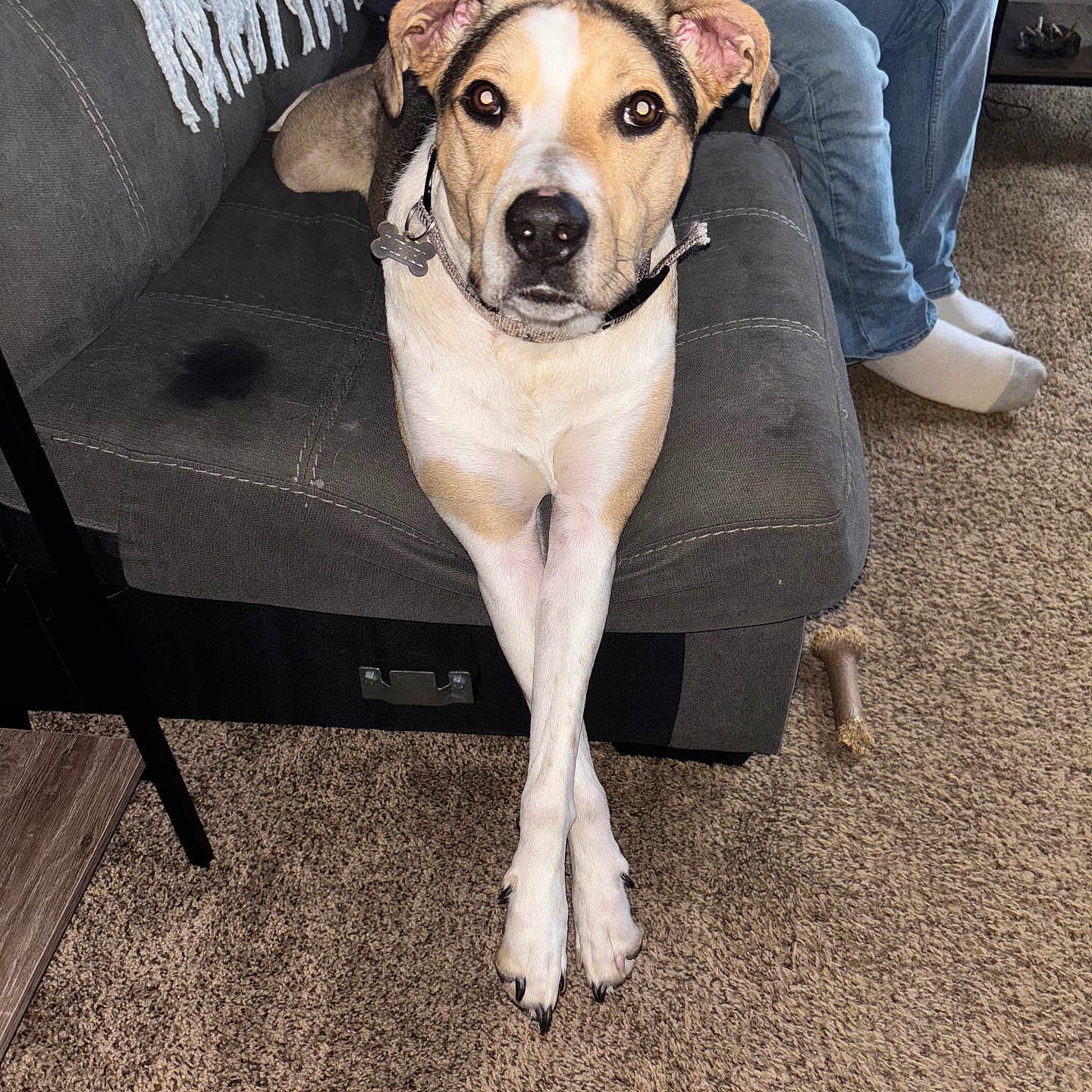 Diesel is registered to the contest to win money with this photo: adult, animal, canine, clothing, couch, dog, dogbed, footwear, furniture, hosiery, hound, male, man, pants, person, pet, puppy, shoe, sitting, sock