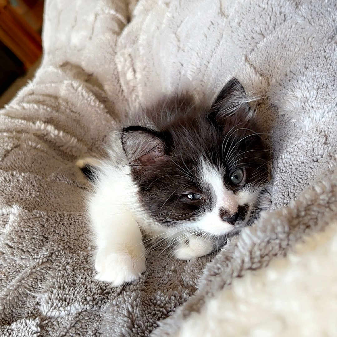 Ziggy is registered to the contest to win money with this photo: animal, bed, bedroom, blanket, canine, cat, dog, furniture, indoors, kitten, manx, person, pet, puppy, quilt, room, siamese, sleeping, towel, white