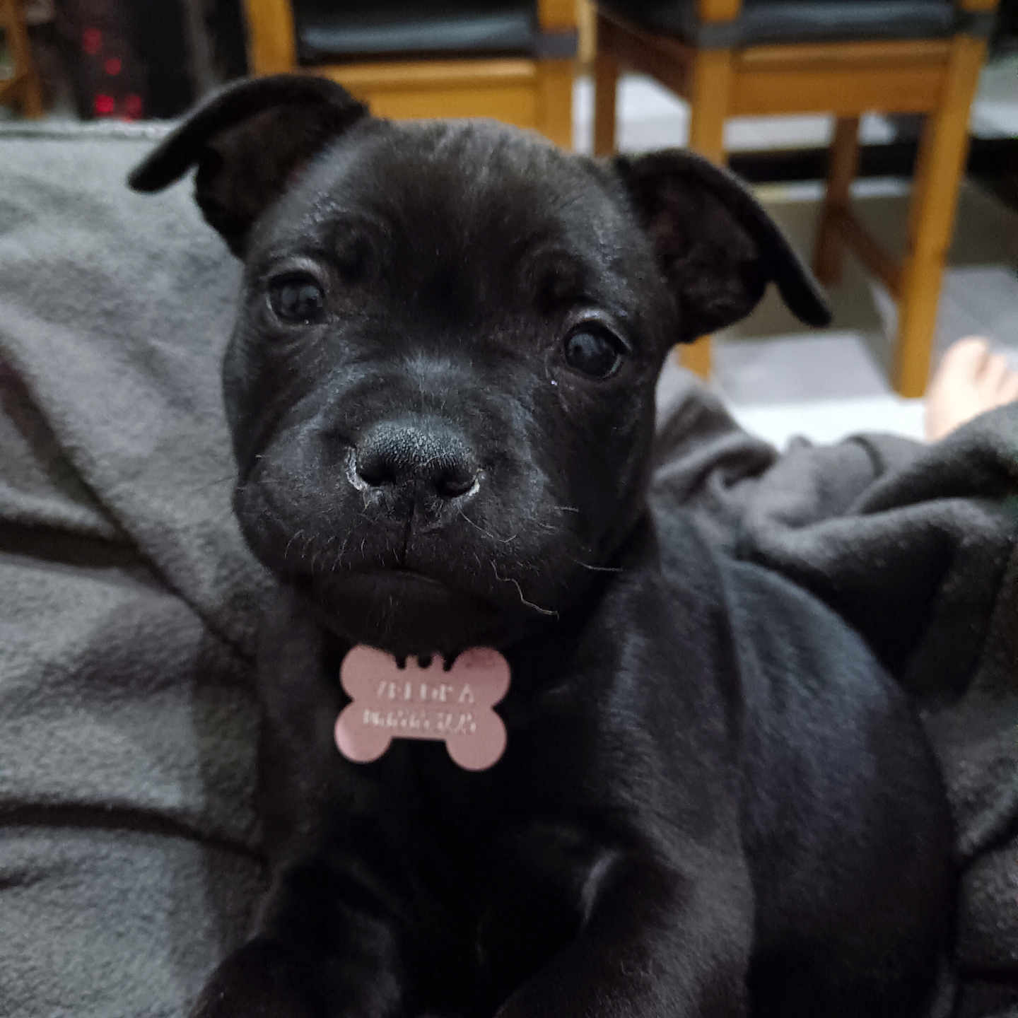 Veldra participe au concours pour gagner de l'argent avec cette photo : animal, bodypart, boxer, bulldog, canine, chair, couch, dog, frenchbulldog, furniture, hound, labradorretriever, mouth, person, pet, pitbull, pointer, puppy, terrier, tongue