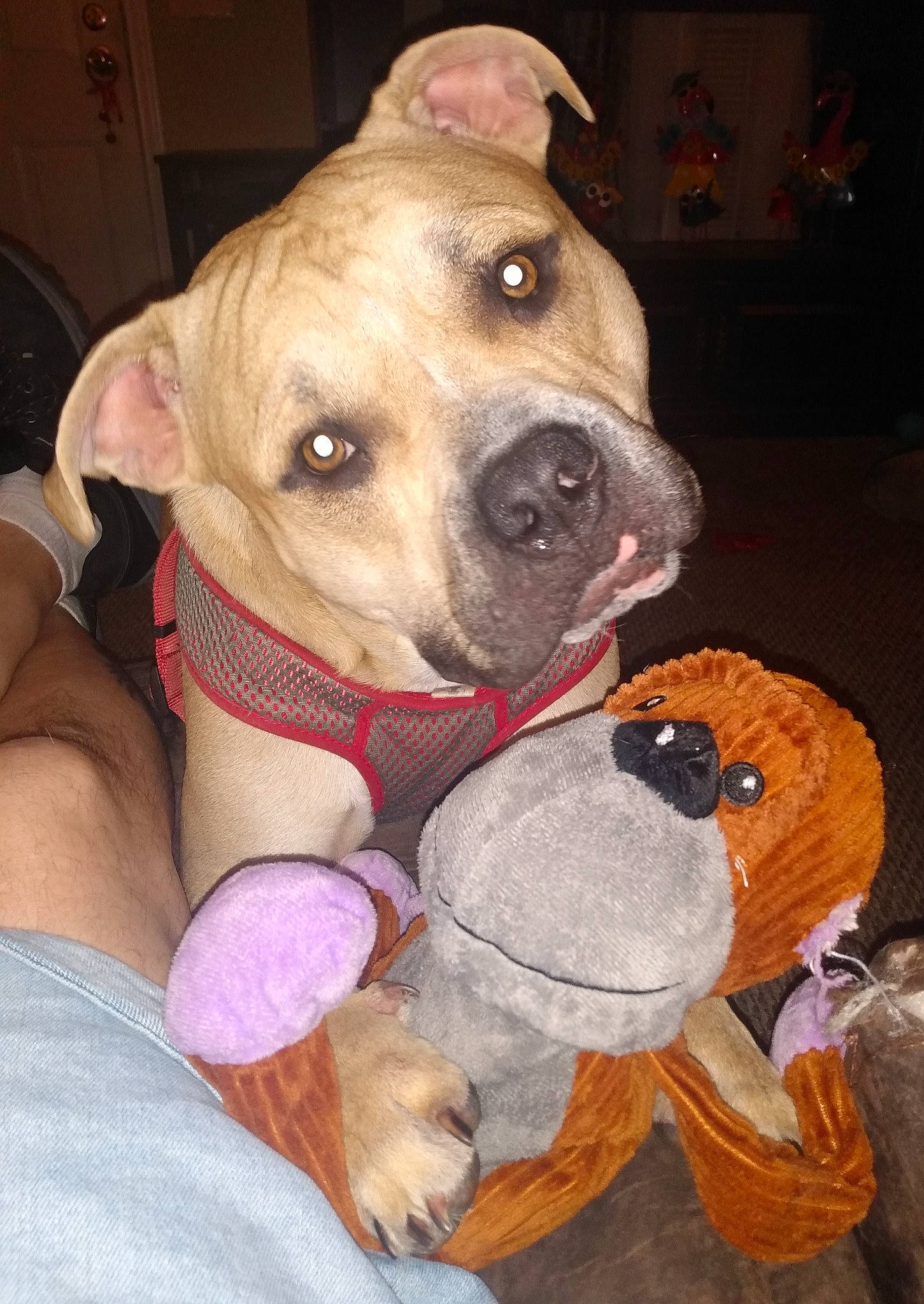 Leo joined the competition — help win amazing prizes! canidae, carnivore, collar, companion_dog, dog, dog_breed, dog_collar, dog_supply, fawn, fur, non_sporting_group, pet_supply, snout, sporting_group, working_animal, working_dog, wrinkle