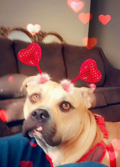 Leo is registered to the contest to win money with this photo: carnivore, christmas, christmas_ornament, companion_dog, dog, dog_breed, dog_clothes, dog_supply, ear, event, fawn, happy, light, lighting, party_hat, red, snout, whiskers, white, working_animal