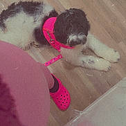 Willow joined the competition — help win amazing prizes! black_and_white, closeup, cozy, curly_fur, dog, flooring, hardwood_floor, human_leg, indoor, leash, looking_up, mustache_fur, paw, pet, pink_croc, pink_harness, pink_leash, puppy, shoe, sitting