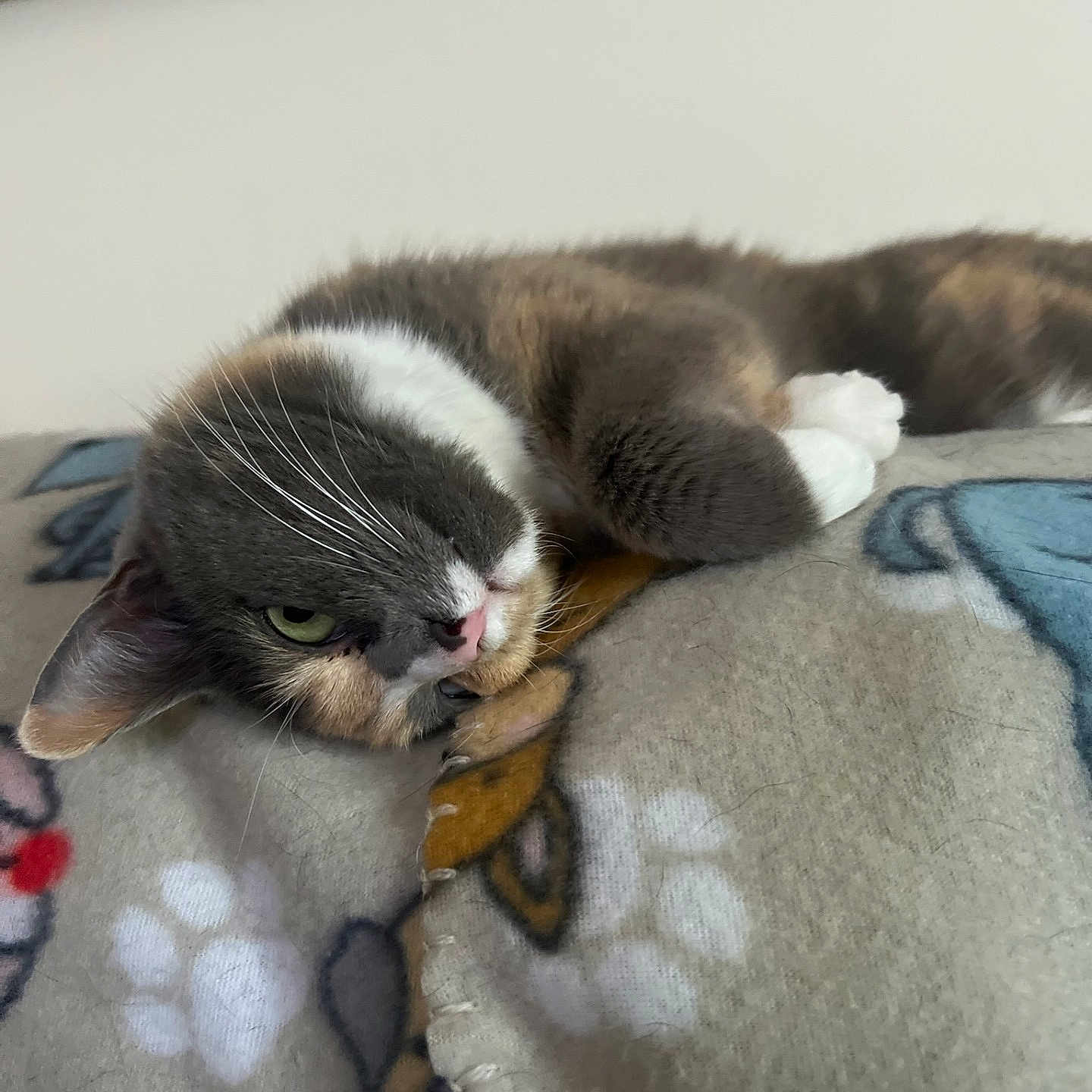 Patches joined the competition — help win amazing prizes! animal, blanket, cat, close_up, cozy, cute, domestic, ears, feline, fur, indoor, nose, pattern, paws, pet, relaxed, resting, sleepy, soft, whiskers