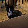 cat, tuxedo_cat, black_and_white, pet, animal, indoors, dining_room, chairs, tile_floor, couch, furniture, sitting, staring, whiskers, ears, eyes, fluffy, home, portrait, photography