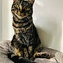 cat, tabby, yellow_eyes, sitting, fur, whiskers, tail, blanket, indoor, pet, animal, curious, soft, feline, close_up, portrait, resting, domestic_cat, striped, cozy
