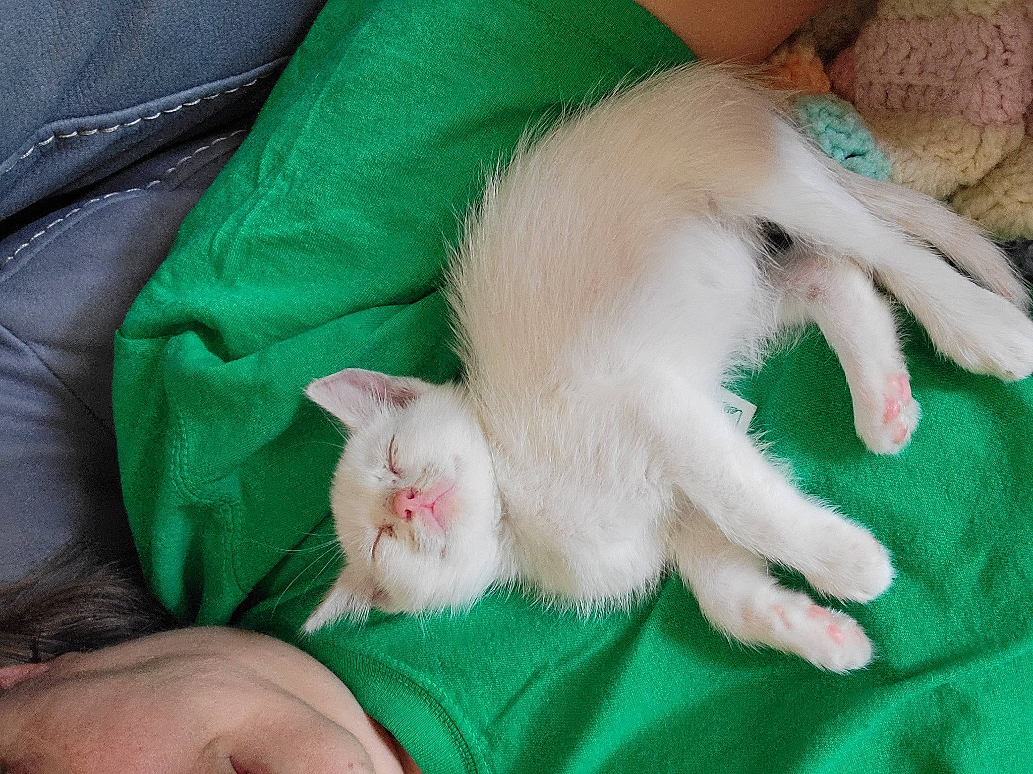 Pinkie is registered to the contest to win money with this photo: carnivore, cat, claw, comfort, companion_dog, domestic_short_haired_cat, fawn, felidae, finger, foot, fur, green, linens, nail, paw, small_to_medium_sized_cats, snout, tail, toe, whiskers