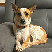 Cali joined the competition — help win amazing prizes! dog, couch, pet, relaxed, indoor, fur, ears, collar, paw, crossed_paws, brown_and_white, animal, domestic_animal, sitting, furniture, portrait, canine, companion, cute, household