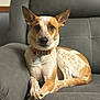 dog, couch, pet, relaxed, indoor, fur, ears, collar, paw, crossed_paws, brown_and_white, animal, domestic_animal, sitting, furniture, portrait, canine, companion, cute, household