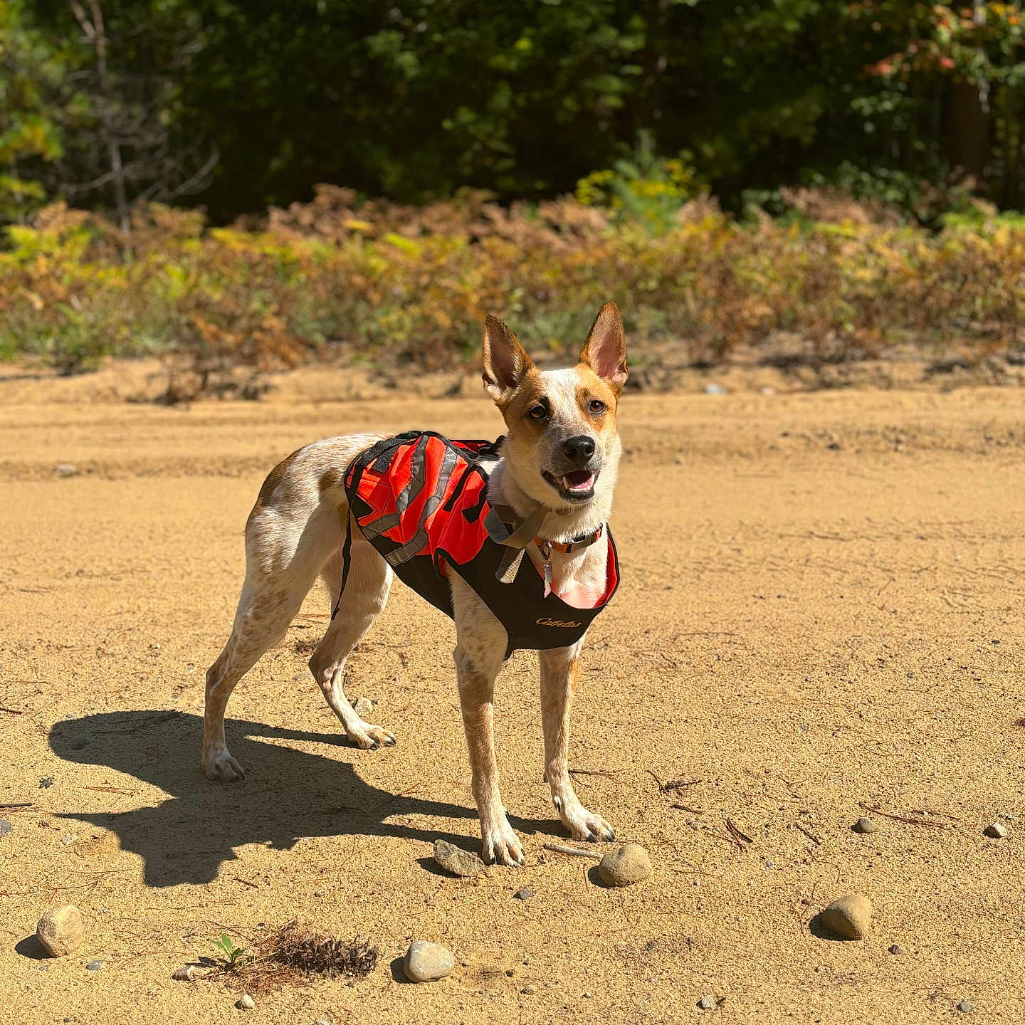 Cali joined the competition — help win amazing prizes! adventure, alert, animal, canine, daylight, dog, ears, forest, greenery, happy, nature, outdoor, pet, rocks, sandy_ground, snout, standing, sunlight, vest, walking